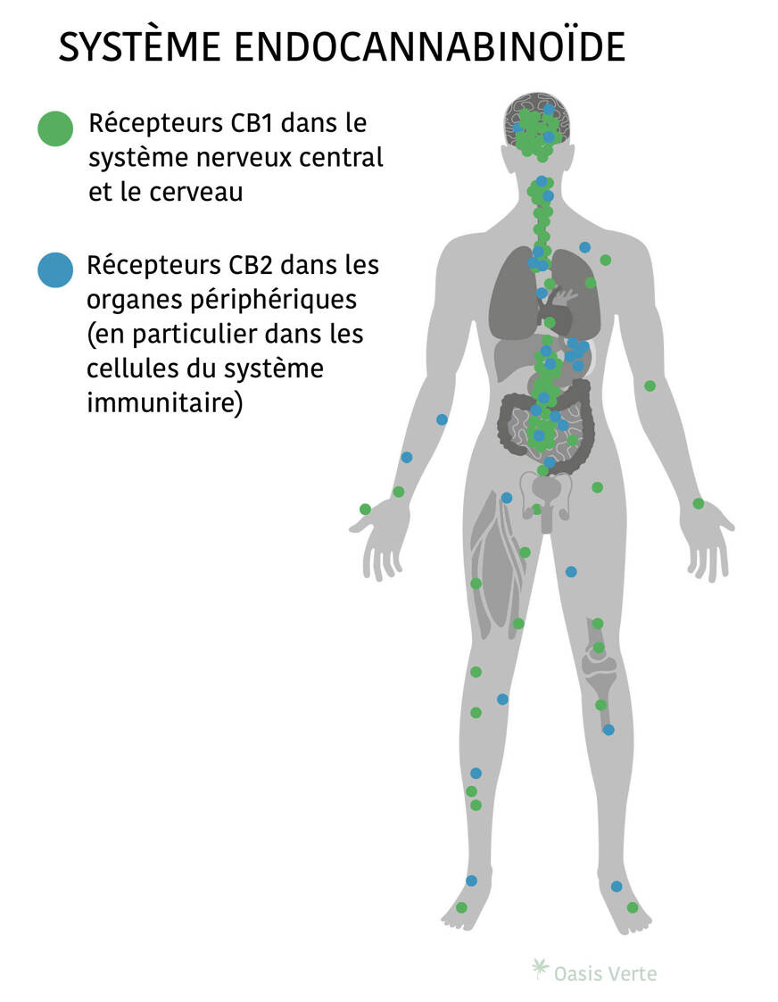 système endocannabinoïde